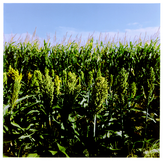 Illinois Corn