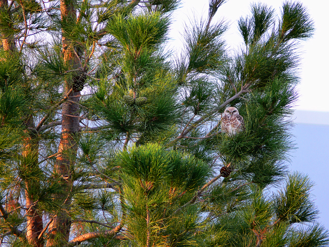 Good Morning, Mr. Owl